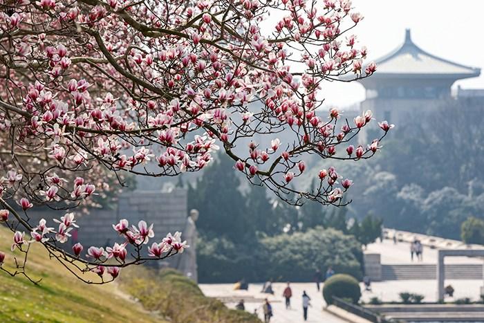 賞花正當(dāng)時(shí) 打卡多地看秀麗春光