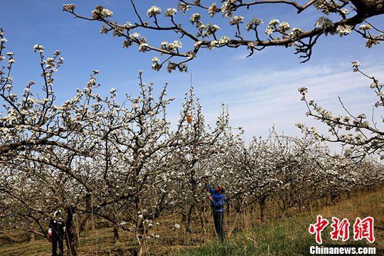 甘肅河西走廊四月千畝梨花盛開如雪