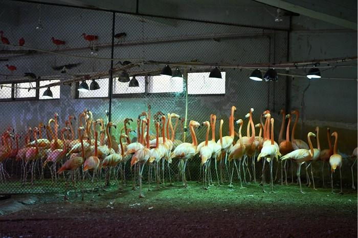 天氣漸冷 石家莊動(dòng)物園動(dòng)物愜意過冬